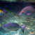 underwater